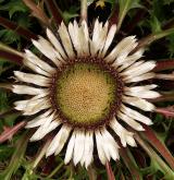 pupava bezlodyžná <i>(Carlina acaulis)</i>