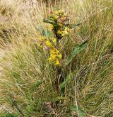 zlatobýl obecný <i>(Solidago virgaurea)</i> / Habitus