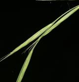 válečka lesní <i>(Brachypodium sylvaticum)</i> / Květ/Květenství