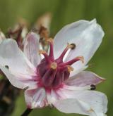 šmel okoličnatý <i>(Butomus umbellatus)</i> / Květ/Květenství