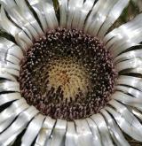 pupava bezlodyžná <i>(Carlina acaulis)</i> / Květ/Květenství