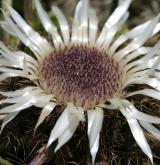 pupava bezlodyžná <i>(Carlina acaulis)</i> / Květ/Květenství