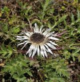 pupava bezlodyžná <i>(Carlina acaulis)</i> / Habitus