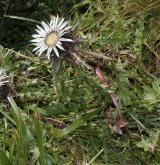 pupava bezlodyžná <i>(Carlina acaulis)</i> / Habitus