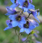 stračka vyvýšená <i>(Delphinium elatum)</i> / Květ/Květenství