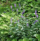 stračka vyvýšená <i>(Delphinium elatum)</i> / Habitus