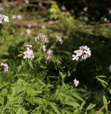 kyčelnice cibulkonosná <i>(Dentaria bulbifera)</i> / Habitus