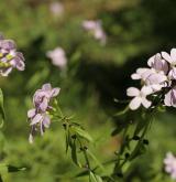 kyčelnice cibulkonosná <i>(Dentaria bulbifera)</i> / Habitus