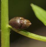 kyčelnice cibulkonosná <i>(Dentaria bulbifera)</i> / Zásobní orgán/orgán klonálního růstu