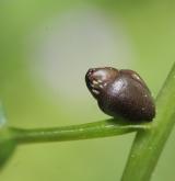 kyčelnice cibulkonosná <i>(Dentaria bulbifera)</i> / Zásobní orgán/orgán klonálního růstu