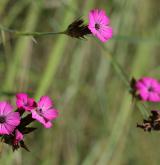hvozdík kartouzek <i>(Dianthus carthusianorum)</i> / Habitus