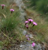 hvozdík kartouzek <i>(Dianthus carthusianorum)</i> / Habitus