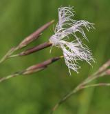 hvozdík pyšný <i>(Dianthus superbus)</i> / Květ/Květenství