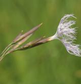 hvozdík pyšný <i>(Dianthus superbus)</i> / Květ/Květenství
