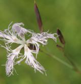 hvozdík pyšný <i>(Dianthus superbus)</i> / Květ/Květenství