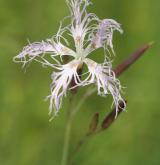 hvozdík pyšný <i>(Dianthus superbus)</i> / Květ/Květenství