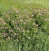 vrbovka chlupatá <i>(Epilobium hirsutum)</i> / Habitus