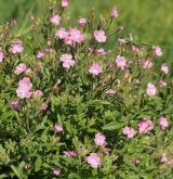 vrbovka chlupatá <i>(Epilobium hirsutum)</i> / Habitus