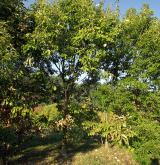 dub cizí <i>(Quercus aliena)</i> / Habitus