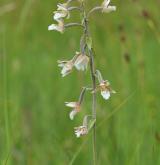 kruštík bahenní <i>(Epipactis palustris)</i> / Květ/Květenství