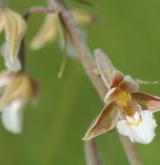 kruštík bahenní <i>(Epipactis palustris)</i> / Květ/Květenství