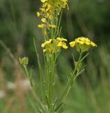 trýzel vonný <i>(Erysimum odoratum)</i> / Habitus