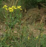 trýzel vonný <i>(Erysimum odoratum)</i> / Habitus