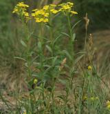 trýzel vonný <i>(Erysimum odoratum)</i> / Habitus