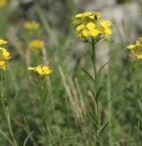 trýzel vonný <i>(Erysimum odoratum)</i> / Habitus
