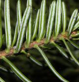 jedle Veitchova <i>(Abies veitchii)</i> / List