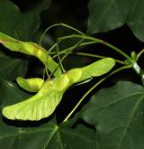 javor kapadocký <i>(Acer cappadocicum)</i> / Plod