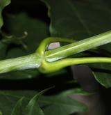 javor kapadocký <i>(Acer cappadocicum)</i> / Větve a pupeny