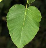 bříza Maximowiczova <i>(Betula maximowicziana)</i> / List