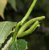 bříza širolistá <i>(Betula platyphylla)</i> / Květ/Květenství