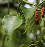 bříza širolistá <i>(Betula platyphylla)</i> / Větve a pupeny