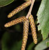 bříza Raddova <i>(Betula raddeana)</i> / Květ/Květenství