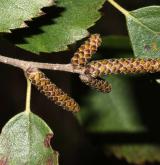 bříza Raddova <i>(Betula raddeana)</i> / Květ/Květenství