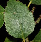 bříza Raddova <i>(Betula raddeana)</i> / List