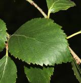 bříza Raddova <i>(Betula raddeana)</i> / List