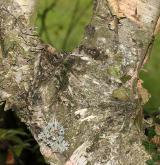 bříza Raddova <i>(Betula raddeana)</i> / Borka kmene