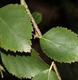 bříza Raddova <i>(Betula raddeana)</i> / List