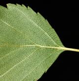 bříza Raddova <i>(Betula raddeana)</i> / List