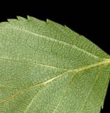 bříza Raddova <i>(Betula raddeana)</i> / List