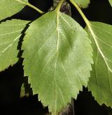 bříza Raddova <i>(Betula raddeana)</i> / List