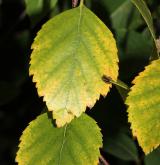 bříza Raddova <i>(Betula raddeana)</i> / List