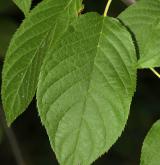 střemcha Maackova <i>(Prunus maackii)</i> / List