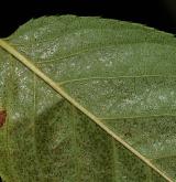 střemcha Maackova <i>(Prunus maackii)</i> / List