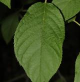 střemcha Maackova <i>(Prunus maackii)</i> / List