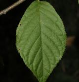 střemcha Maackova <i>(Prunus maackii)</i> / List