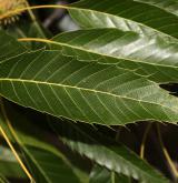 dub nejšpičatější <i>(Quercus acutissima)</i> / List